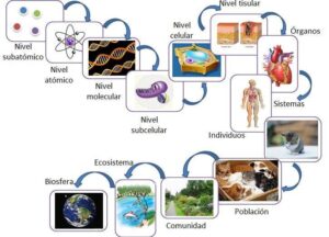 Niveles de organización y complejidad de los seres vivos – BiológicaMente