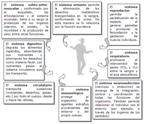 Esquema, Aparatos y sistemas del cuerpo humano